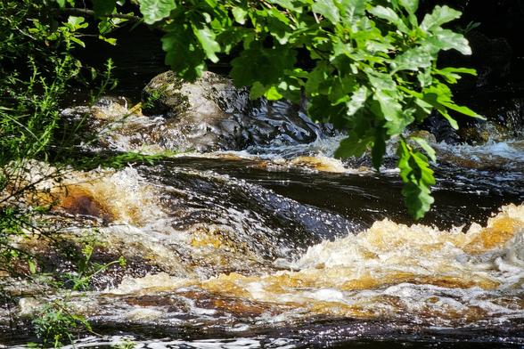 A close-up shot of a dark river with significant white and golden-brown rapids, framed by lush green foliage from above and to the left. The water is dark and reflective in calmer patches, contrasting with the frothy, agitated sections of the rapids. The sunlight highlights the vibrant green leaves and the foam of the rushing water.