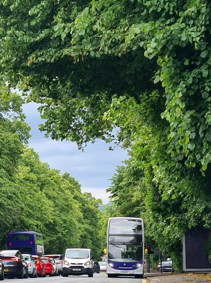 A rectangular space in the branches of a tree lining a busy road which matches the shape of an approaching double-decker bus.