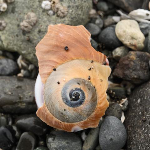A piece of broken shell amongst the rocks on the beach, its spiral center facing towards the camera.