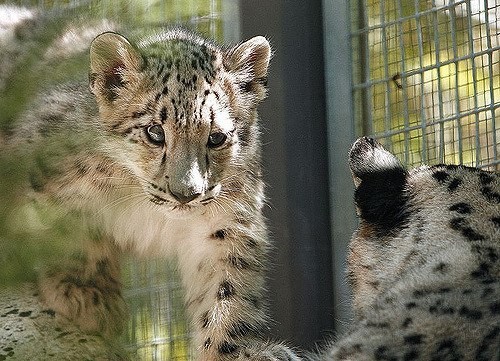 A picture of a snow leopard.