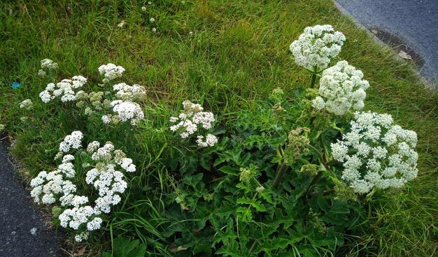 some weeds with pretty white flowers by the road.