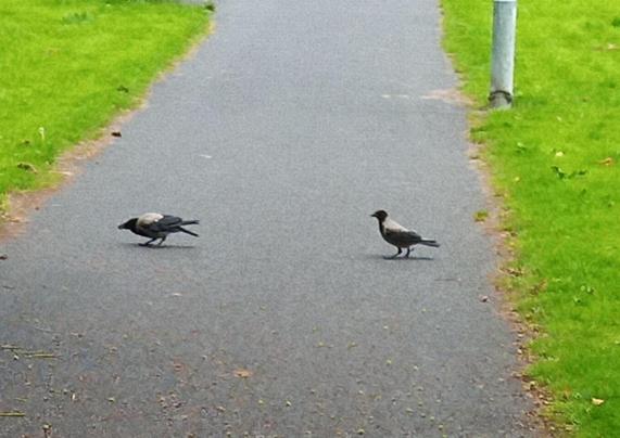2 crows arrive for dropped food on foot path through green space.