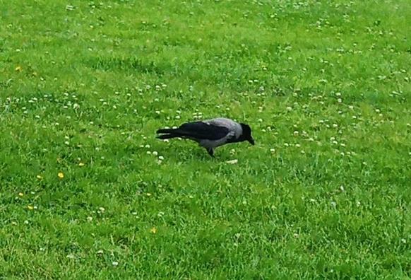a crow on grass picking at a cracker.
