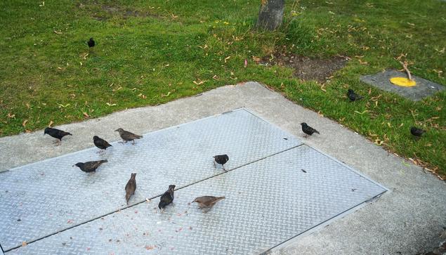 sometimes 1 starling appears, sometimes they bring friends. today i counted at least 12.