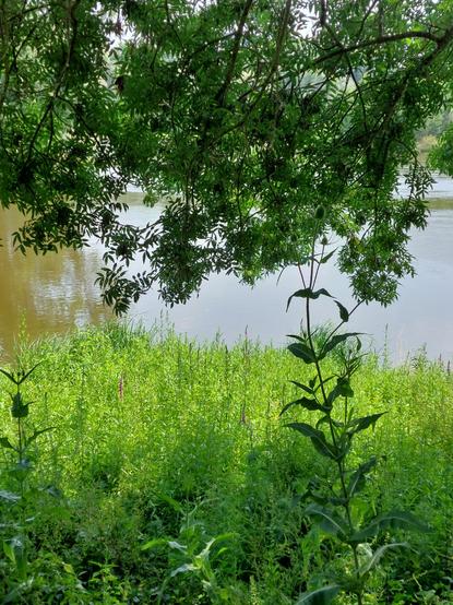 Paysage de Loire arboré et vert