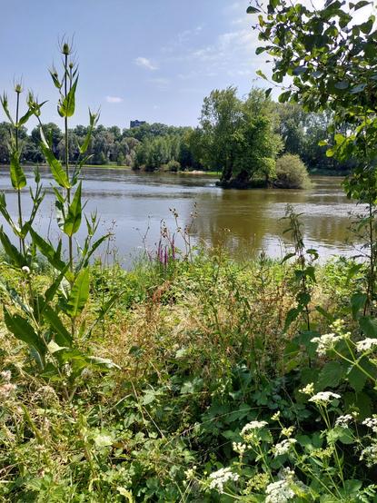 Paysage de Loire arboré et fleuri. Le fleuve