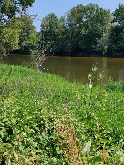 Idem paysage arboré et fleuri de Loire.  Le fleuve