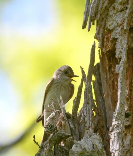 A Spotted Flycatcher with its beak open on a dead tree stump.