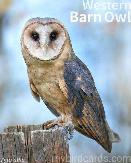 🌍 Western barn owl (Tyto alba) 

The western barn owl is a medium-sized, pale owl with a distinctive heart-shaped white face, dark eyes, and a mottled silver-grey and buff back. Its underparts are pure white, sometimes with fine dark spots.

It has a widespread distribution across Europe, Africa, and parts of the Middle East, favoring open habitats like farmland, grasslands, and marshes, often utilizing old buildings or tree cavities for roosting and nesting.

Mainly nocturnal, the western barn owl hunts small mammals (especially rodents) with silent, buoyant flight, using its exceptional hearing and facial disc to locate prey in darkness. It typically emits a characteristic eerie screech rather than a hoot. 2.5 Flash (Edited)

Ten subspecies are recognised.

Conservation status: Least Concern (IUCN 3.1)

📷: Photo by JensLPZ via Pixabay 
https://pixabay.com/photos/bird-owl-trunk-feathers-beak-fall-7820338/

KWWB