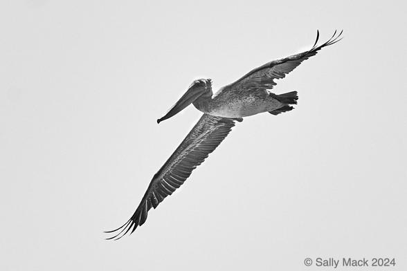 Black-and-white photo of a pelican flying overhead, wings spread, showing marking on the undersides. Feathers are missing in tail. Background is plain gray.