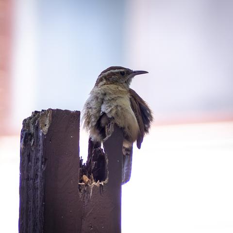 Carolina wren sitting on a wooden post