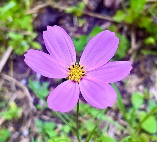Pink cosmos flower