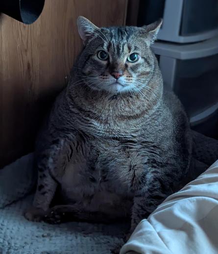 Waffles the three-legged, chonky, tabby cat, sitting on his bed, looking at the camera.