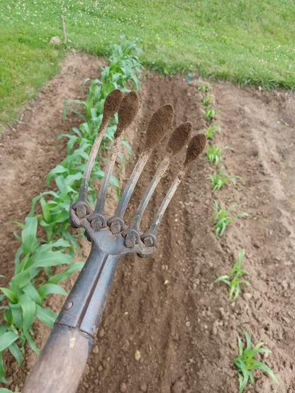 Close view of the business end of an antique garden cultivator on a long handle.  It has 5 forged steel prongs with spatulate ends for loosening soil.  Wooden handle just visible at bottom of image.  Background shows to rows of sweetcorn, just cultivated.