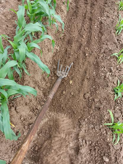 A long handled garden cultivator loosening soil between two rows of sweetcorn.