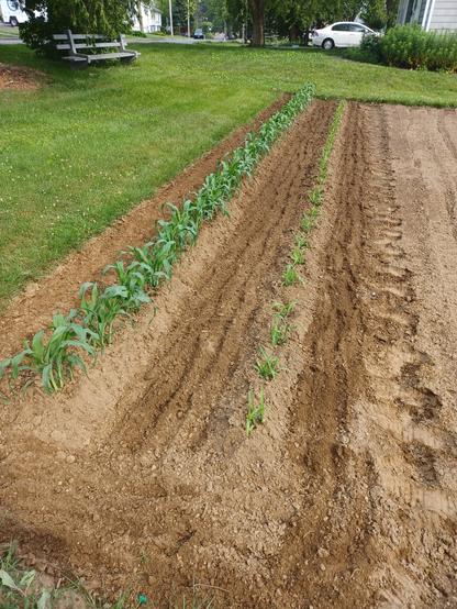 Two rows of sweetcorn in a garden bed.  Rows are about 40 ft. /12m long.  Rows have been hilled-up and freshly cultivated.  Grassy area with park bench in background.  My ancient Honda Civic Hybrid in far distance.