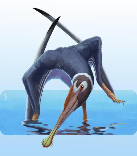 Illustration of a pterosaur — a prehistorric flying reptile with a long flat beak. By Alessio Ciaffi.