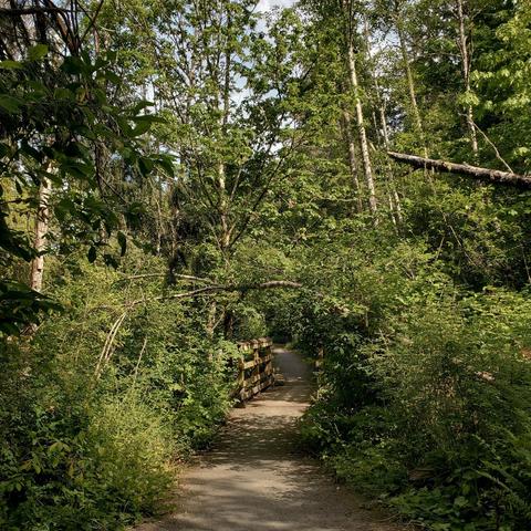 A winding gravel path leads through a dense, green forest. Overhanging branches form a natural canopy over the path. Small wooden bridge in the middle of the path which fades into the sunlight in the distance. The scene is illuminated by dappled sunlight filtering through the lush foliage of trees and undergrowth.