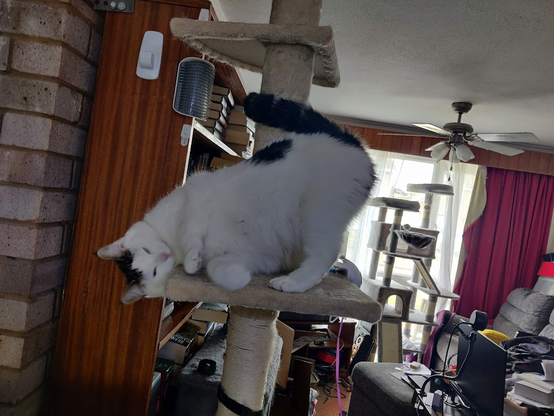 Our princess cat, October. She is white with tabby patches, and she is pictured here rolling around on a light brown cat tree. Her eyes are mainly closed, and she looks very pleased with herself.