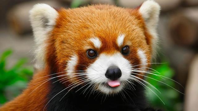 A picture of a Red Panda.