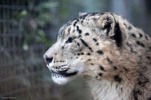A picture of a snow leopard.