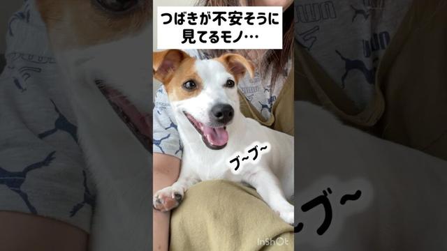 女の子はお手入れが大事💕ジャックラッセルテリアのひまわり＆つばき【ひまチャンネル】#shorts#jackrussellterrier #犬のいる生活