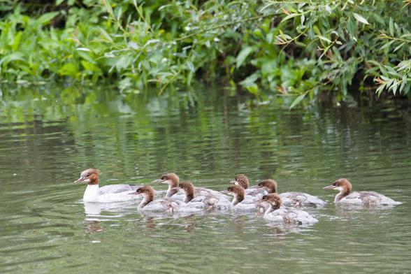 Auf dem Wasser schwimmen viele braun-graue Vögel. Vorneweg die etwas größere, weniger flauschige Mutter.
