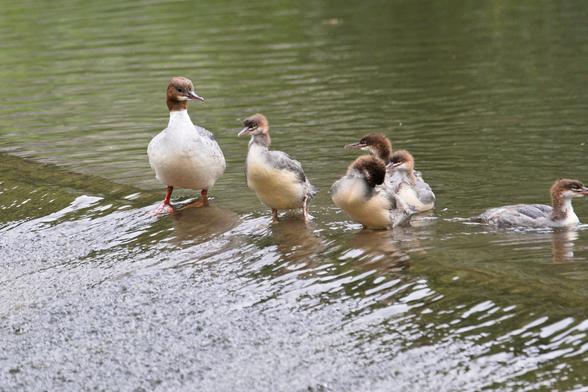 Gänsesägerfamilie versammelt an einer Kante, an welcher das Wasser schräg nach unten fließt. Die Mama kuckt dabei nach schräg hinten zu ihren Küken, ob auch alle da sind.
