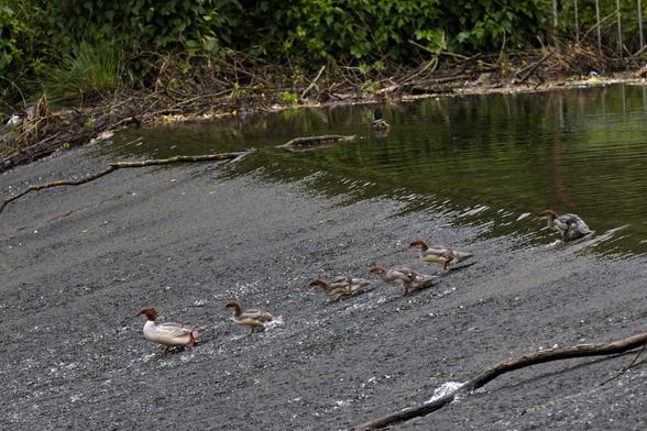 Gäsesägerfamilie läuft/rutscht die Schräge mit dem fließenden Wasser hinunter.