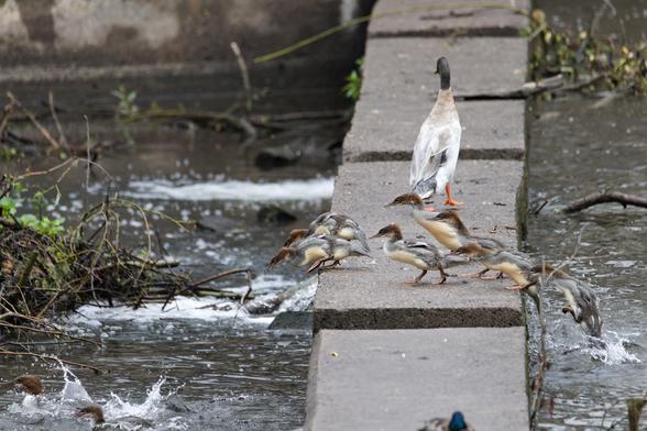 Eine flache Mauer geht quer durch das Wasser. Die Gänsesägerkükenschar springt von rechts aus dem Wasser auf die Mauer hinauf und auf der linken Seite wieder hinunter ins Wasser hinein. Viel Geplatsche. Im Hintergrund sieht man einen aufgerichteten und evtl. irritierten Entenvogel einer anderen Art von hinten, wie er auf der Mauer davonläuft.