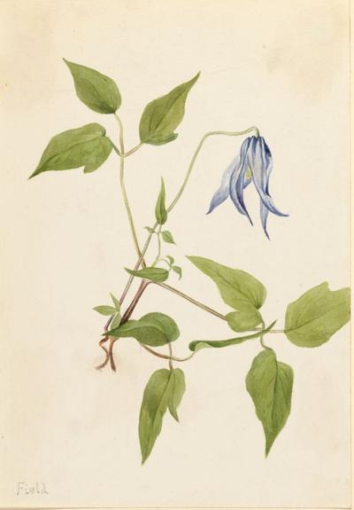 Columbia Clematis (Clematis columbiana)