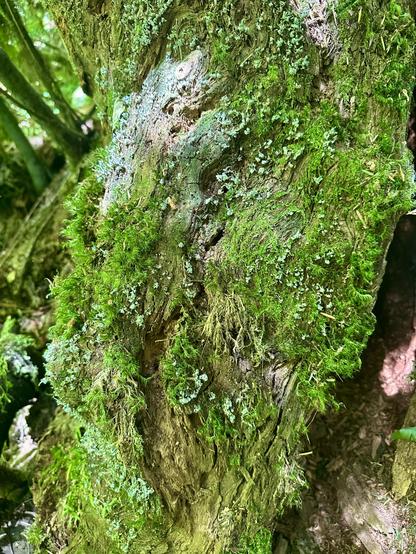 A large chunk out of a big old tree is now a bed for a rich variety of mosses and lichens. The color and vitality is intense.