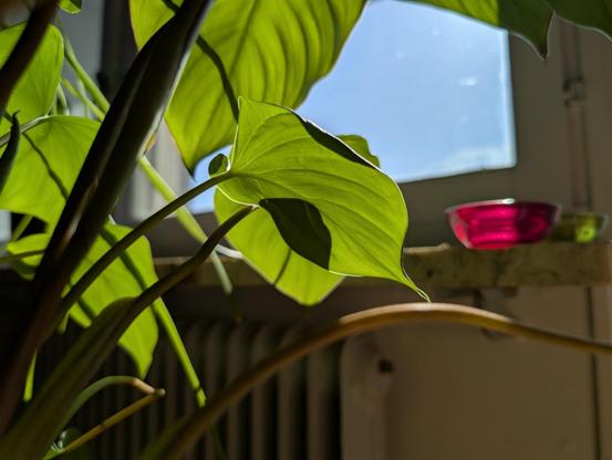 Color photo of a plant's backlit big green leaves against an out of focus window showing a blue sky. The camera is pretty close to the plant, making it look very big.