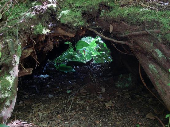 a view of some pretty sunlit green forest floor, THROUGH a large opening in some tree roots, which could be seen as a "window", or (to my mind anyways) a "doorway", a very Hobbit environment ^_^ I only wish I were six years old again, and tiny enough to hide inside the space
