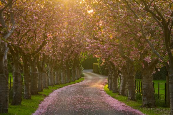 Picture shows a long winding avenue lined by pink blossom trees on either side.