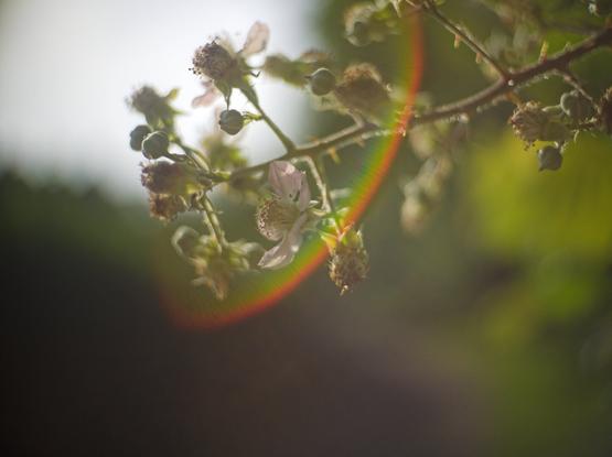 Blackberry brach with a colourfull sunflair