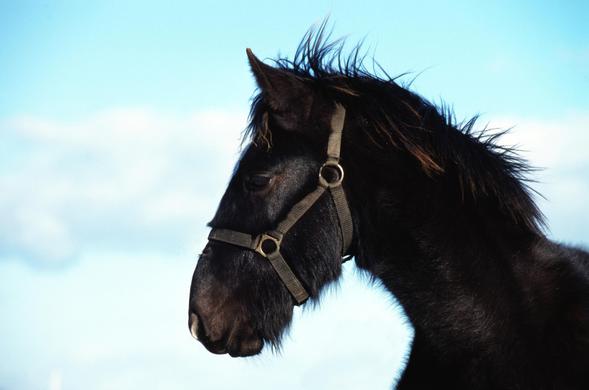 Picture shows the head of a black horse.