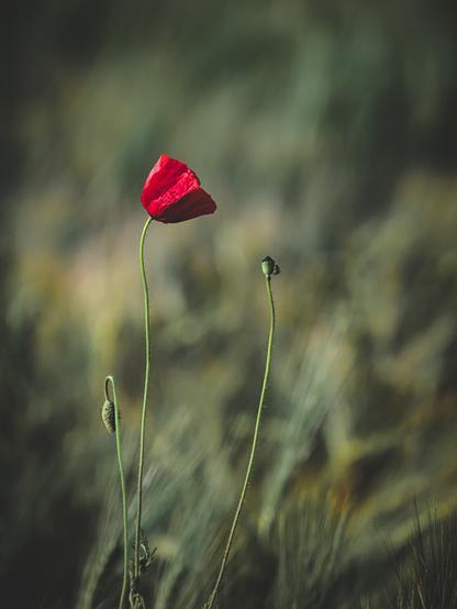 A single red poppy stands tall among blurred barley stalks in soft, natural light. Two unopened buds accompany it on slender green stems, set against a dreamy, out-of-focus background of earthy tones.