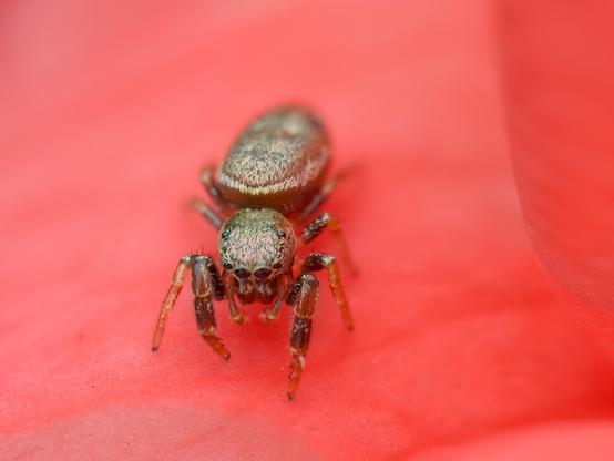 A small spider sitting on top of a reddish rose petal