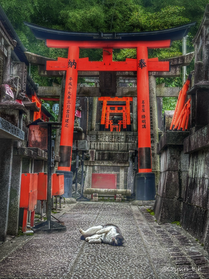 A cat laying down and relaxing in front of Ted torii
