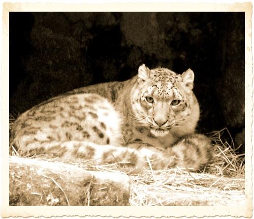 A picture of a snow leopard.