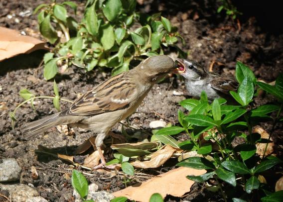 Sparrow feeding their young on the ground in a garden