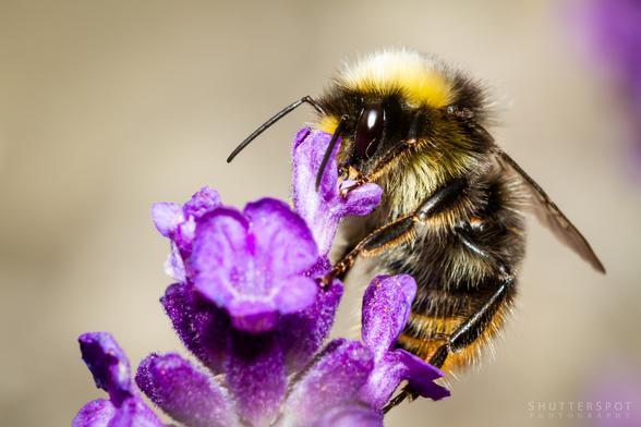 Picture shows a close up of a honey bee on a purple flower.