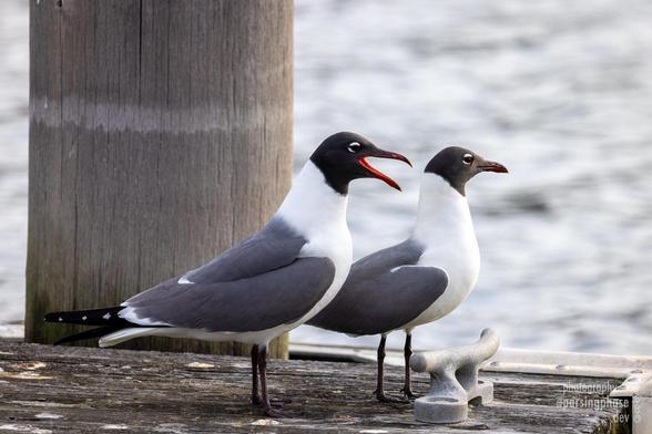 Two black-headed, gray-winged gulls stand on the end of a wooden dock. One chatters, open-beaked, while the other stands by, disinterested.