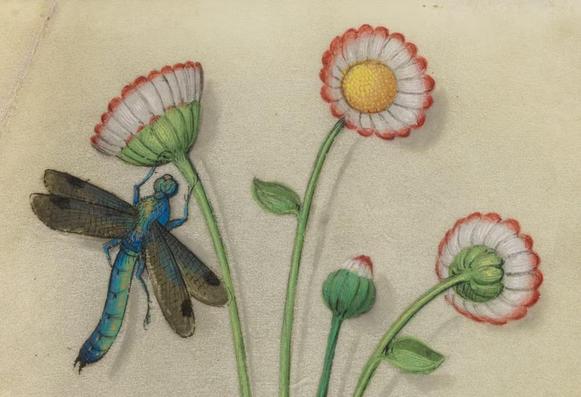 The image features a detailed illustration of a blue dragonfly perched on a green stem of a flower. The dragonfly has a long, slender body with a blue and green coloration, and its wings are transparent with a delicate pattern. The flower has white petals with a red edge and a yellow center, resembling a daisy. There are three flowers in total, with one fully bloomed, one partially bloomed, and one in bud form. The background is a plain, off-white color, which contrasts with the vibrant colors of the dragonfly and flowers. The illustration is done in a style that suggests it could be from a natural history book or a botanical illustration, with careful attention to the details of the insects and plants.