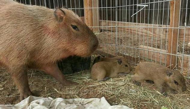 Imagen de un capibara