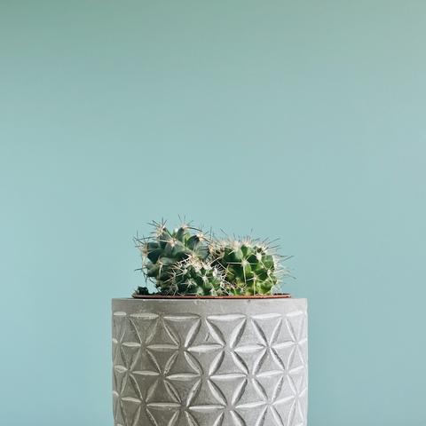 Un cactus sobre un fondo turquesa.
