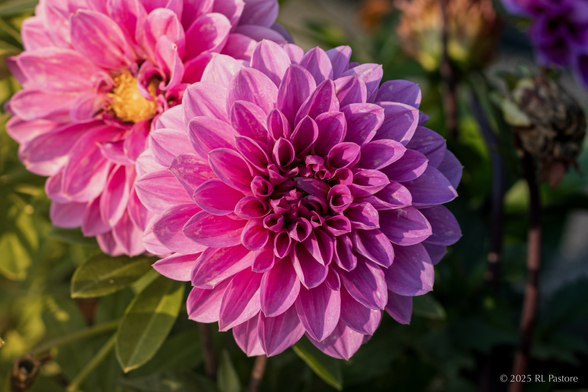 A dahlia at sunset