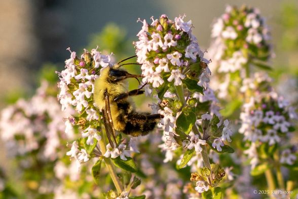 A two-spotted bee sampling a stalk of thyme flowers