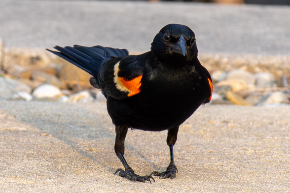 The redwing blackbird strikes a pose for me.